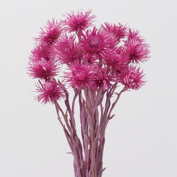 32001-260���ߥ˥���С��ǡ��������饺�٥꡼