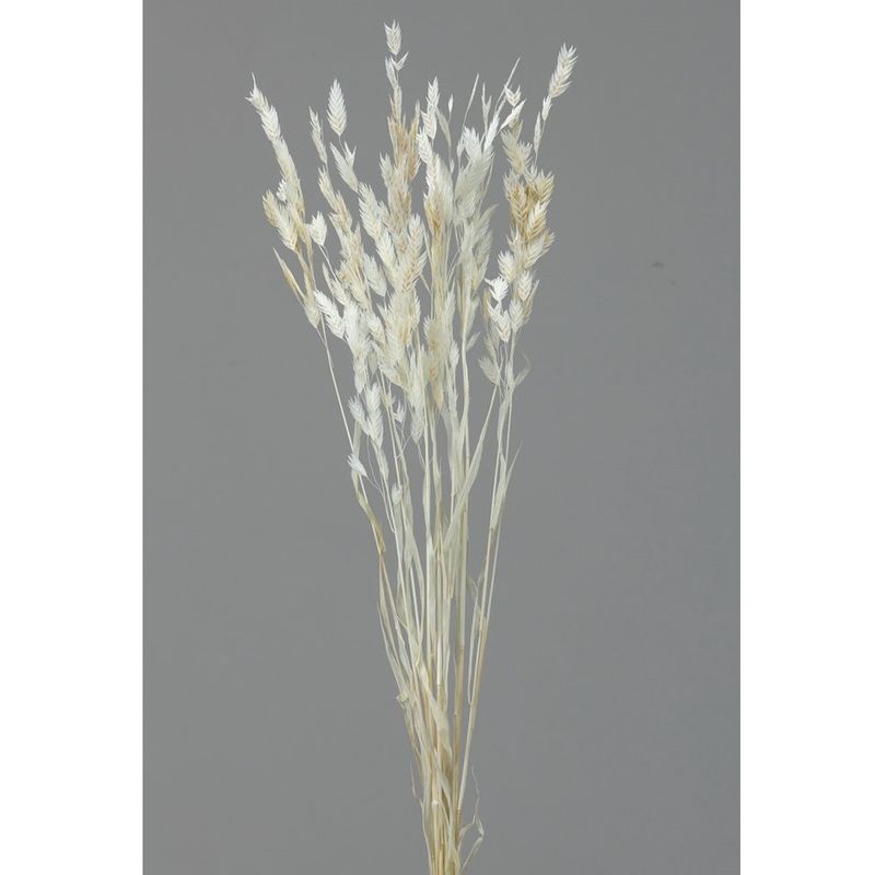 30310-021���磻��ɥ����ġ��ʥ�����ۥ磻��