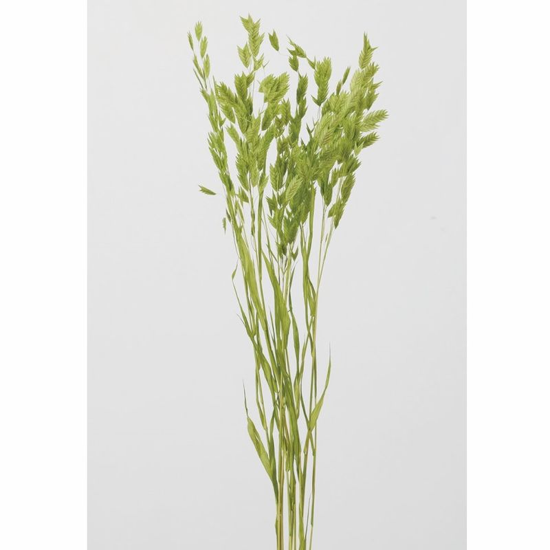 30310-721���磻��ɥ����ġ����åץ륰�꡼��