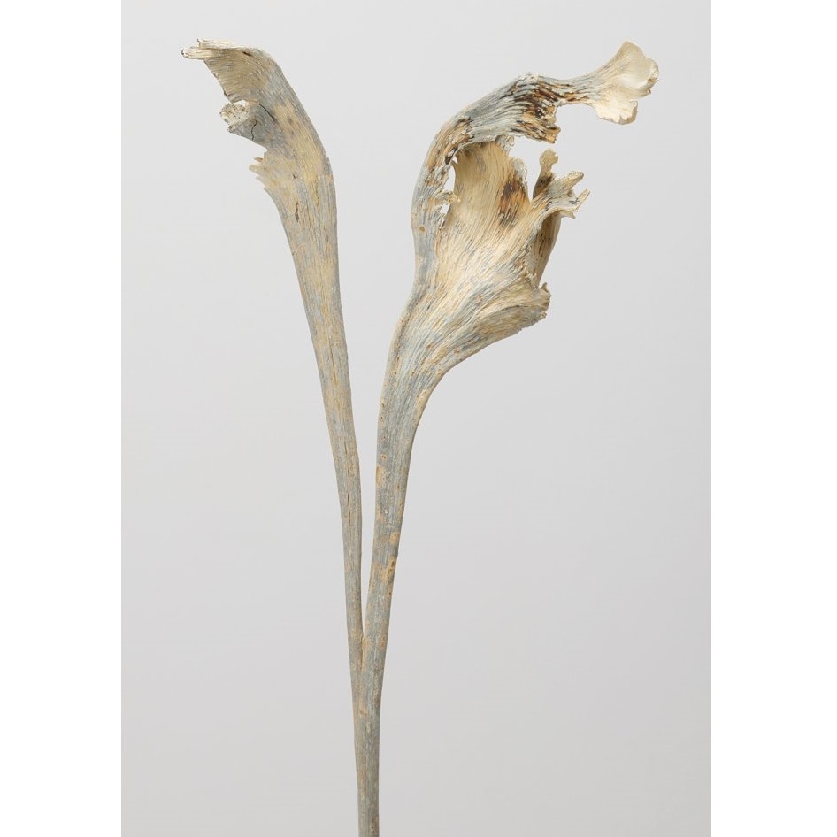 54400-021／インド石化／ナチュラルホワイト | ドライフラワー