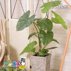 【メーカー直送】GRN-16 フェイクグリーン クワズイモ 観葉植物 東谷