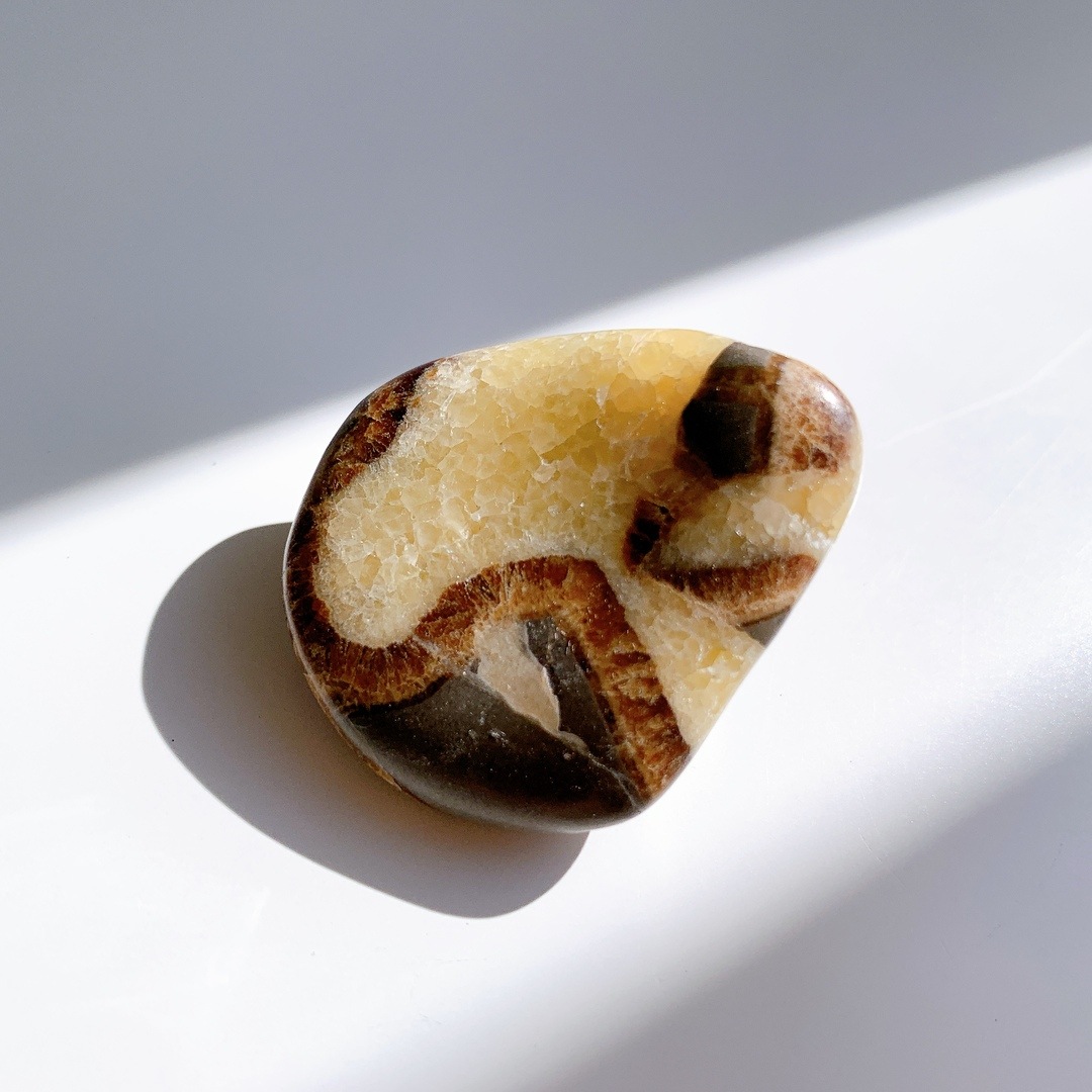 セプタリアン タンブル