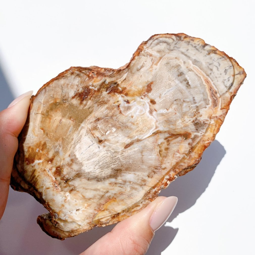 ペトリファイドウッド プレート 約2.5cm ⑤ 置物 ペトリファイドウッド