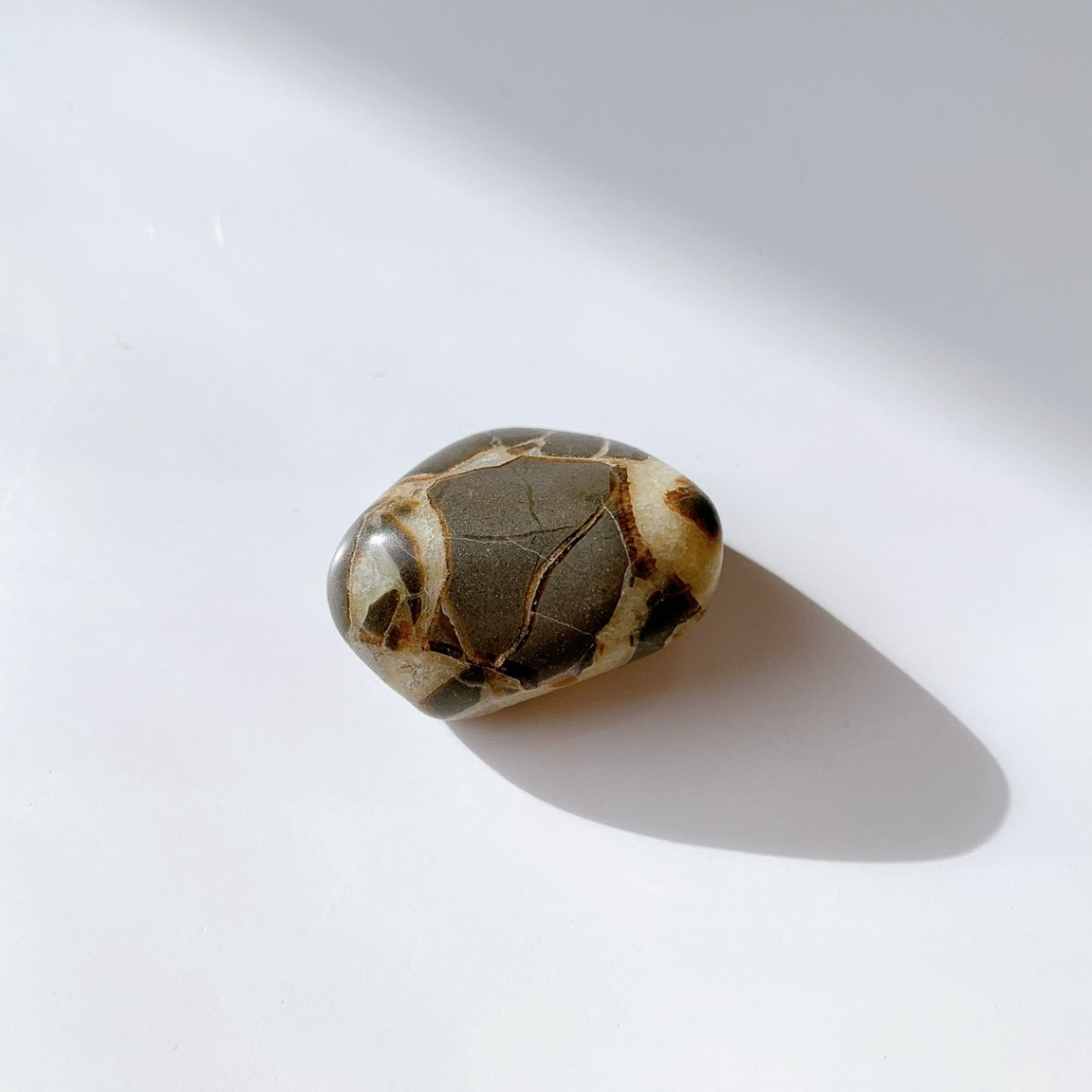 セプタリアン タンブル