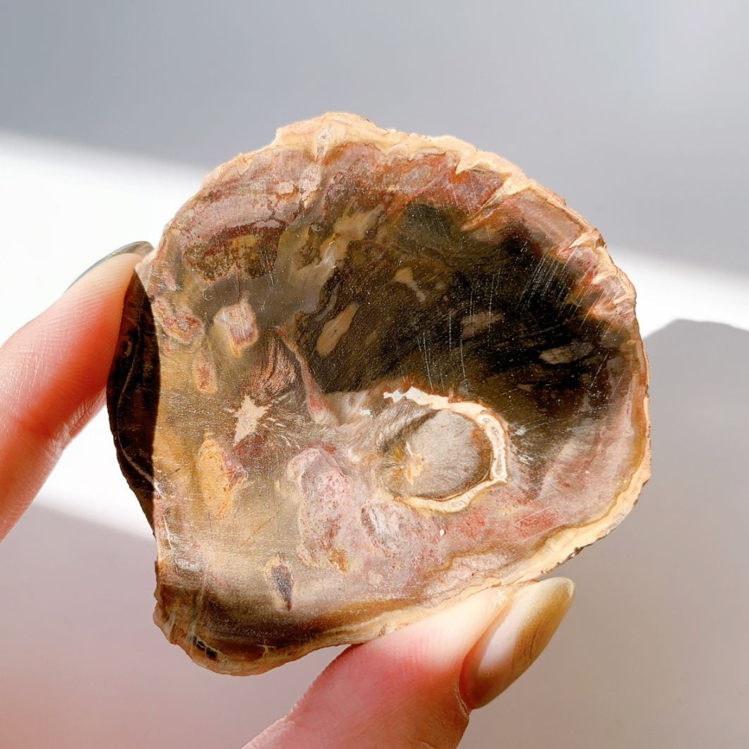 ペトリファイドウッド プレート