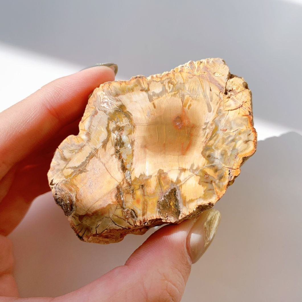 ペトリファイドウッド プレート