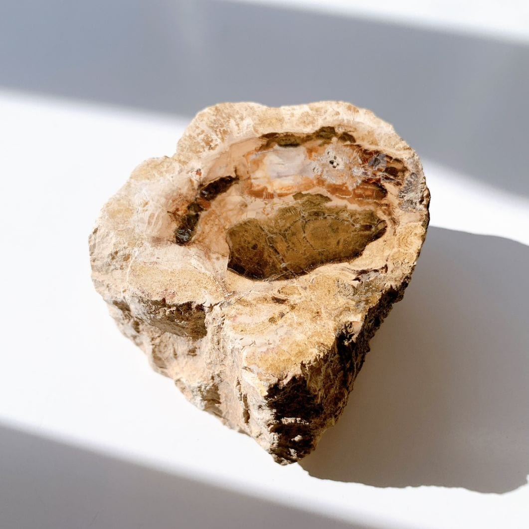 ペトリファイドウッド プレート