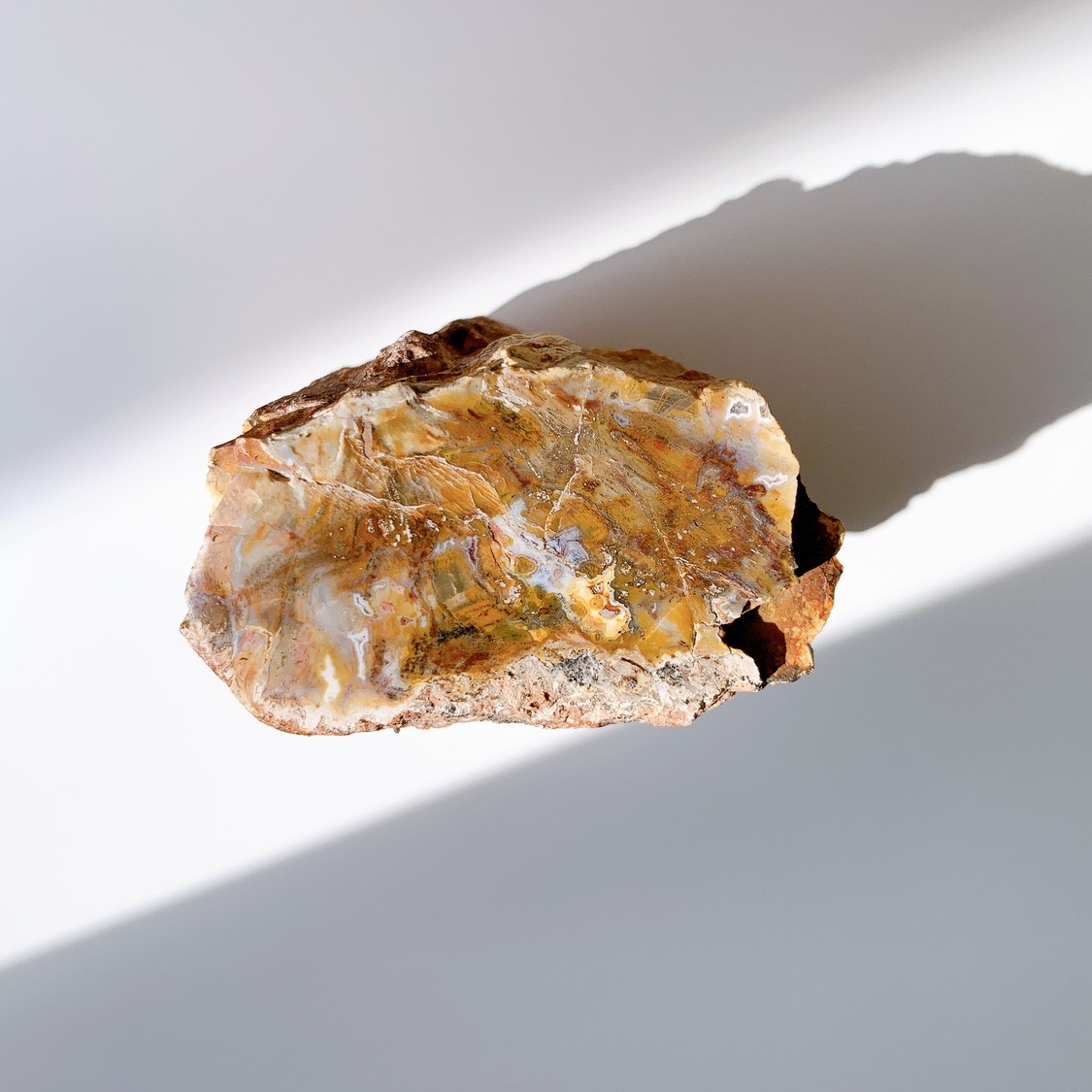 ペトリファイドウッド 原石 | 原石 | Crystals by Purely