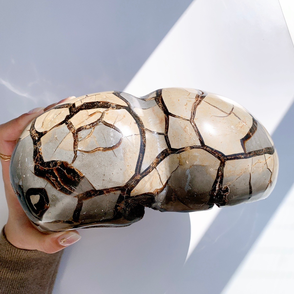 セプタリアン 特大サイズ卵 セプタリアン 特大サイズ卵 ドラゴン の 卵