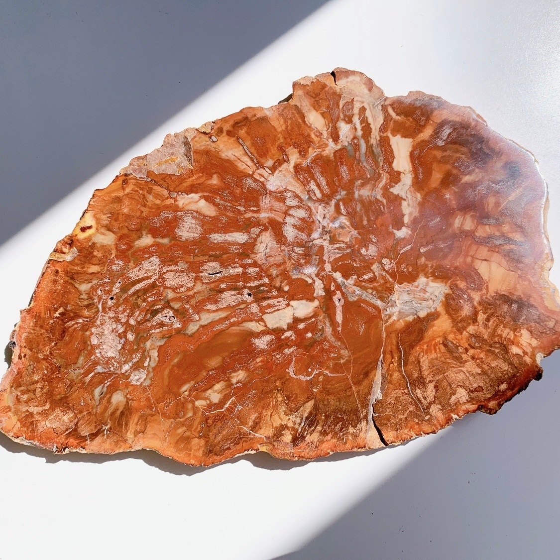 ペトリファイドウッド プレート スラブ 大きめ ペトリファイドウッドプレート | プレート | Crystals by Purely