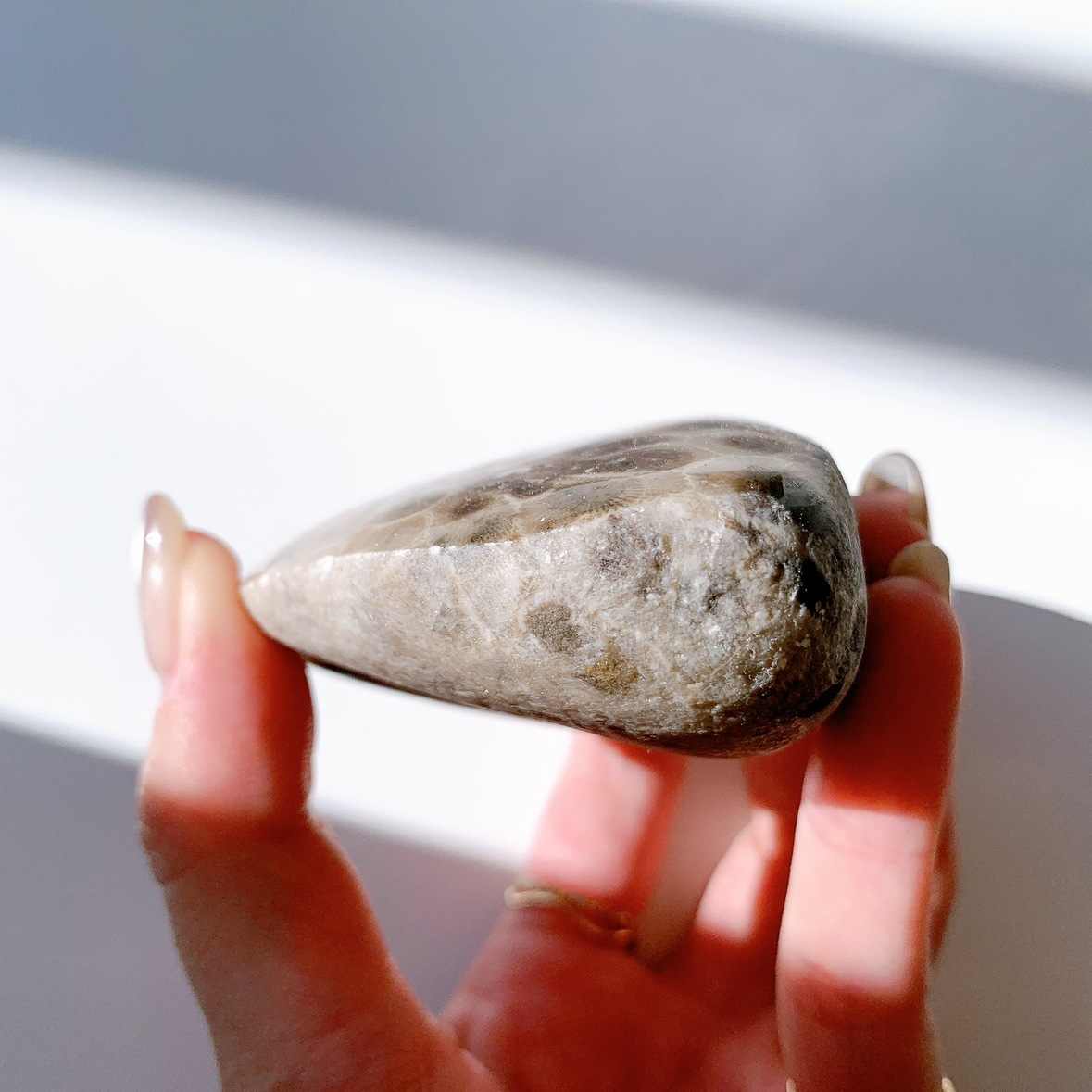 ペトスキーストーン（フォッシルコーラル） 原石ポリッシュ | 原石