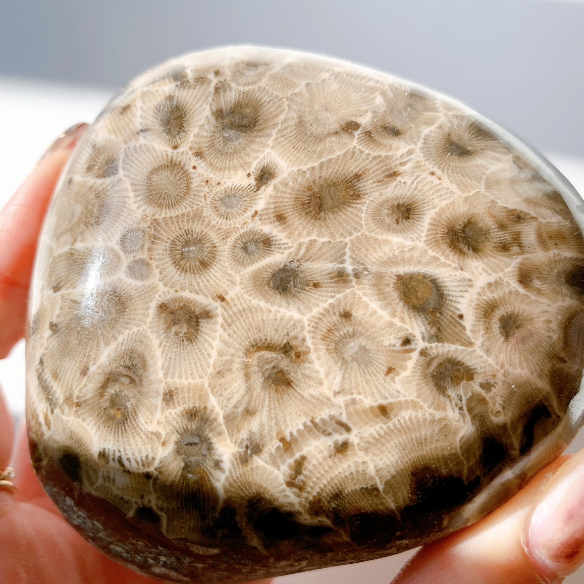 ペトスキーストーン（フォッシルコーラル） 原石ポリッシュ | 原石