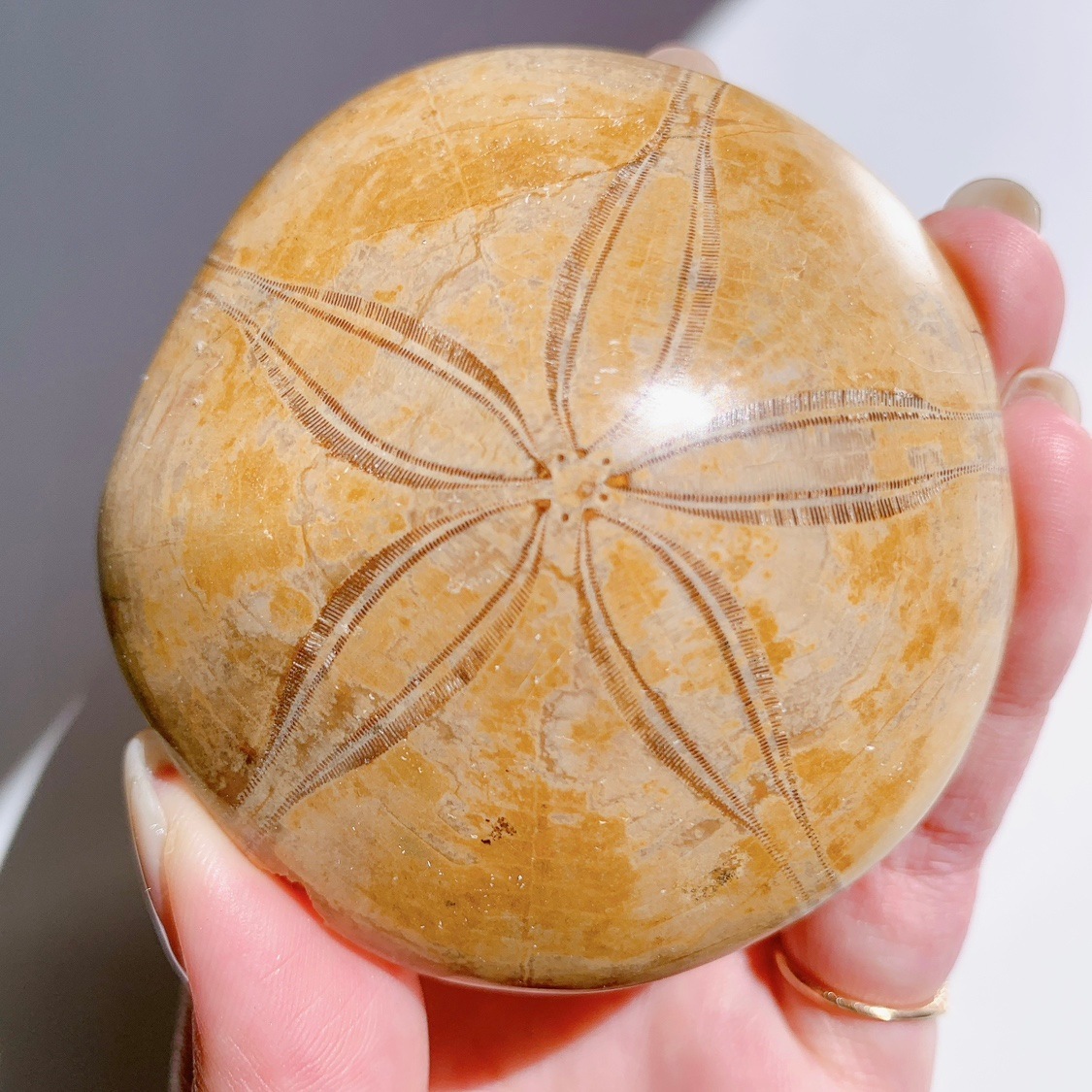 ウニの化石　Clypeaster portentosus　その１ ウニの化石 Fossil Enchinoid - greenfloat