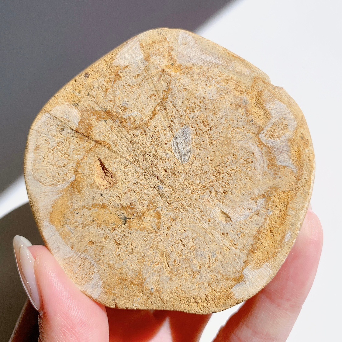 サンドダラー(ウニ化石) | その他 | Crystals by Purely