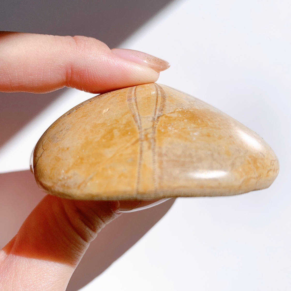 サンドダラー(ウニ化石) | その他 | Crystals by Purely