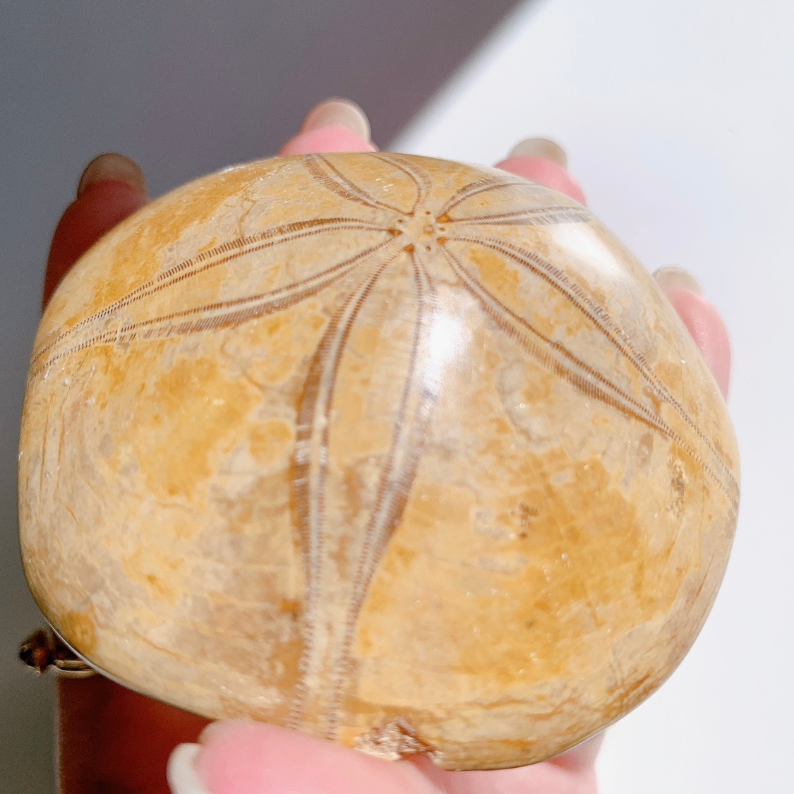 サンドダラー(ウニ化石) | その他 | Crystals by Purely