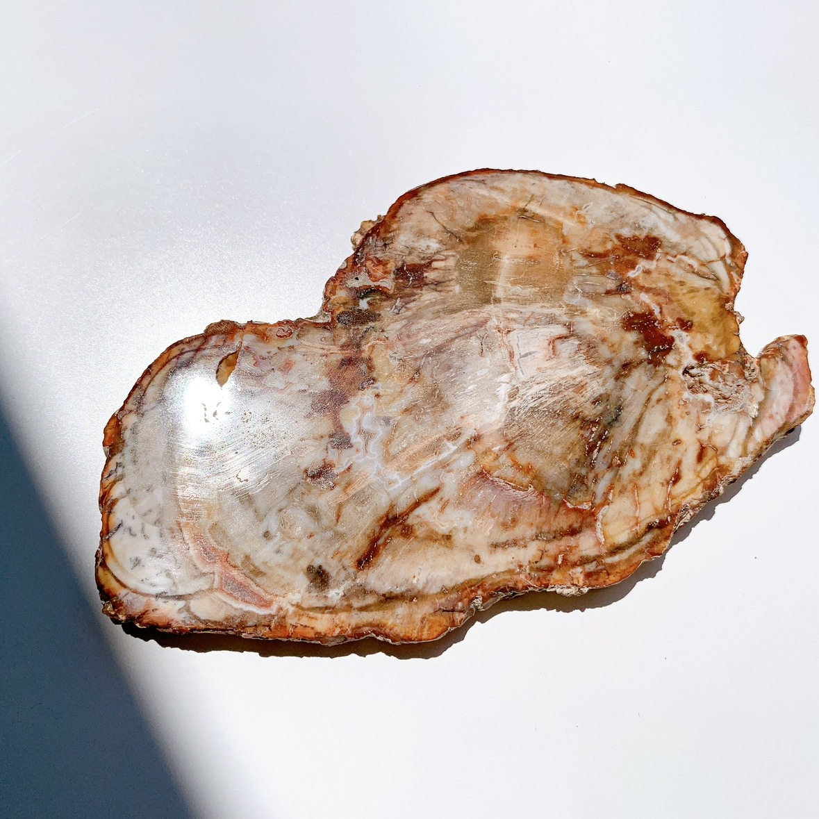 ペトリファイドウッドプレート | プレート | Crystals by Purely