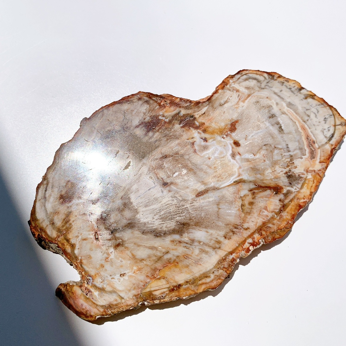 ペトリファイドウッドプレート | プレート | Crystals by Purely