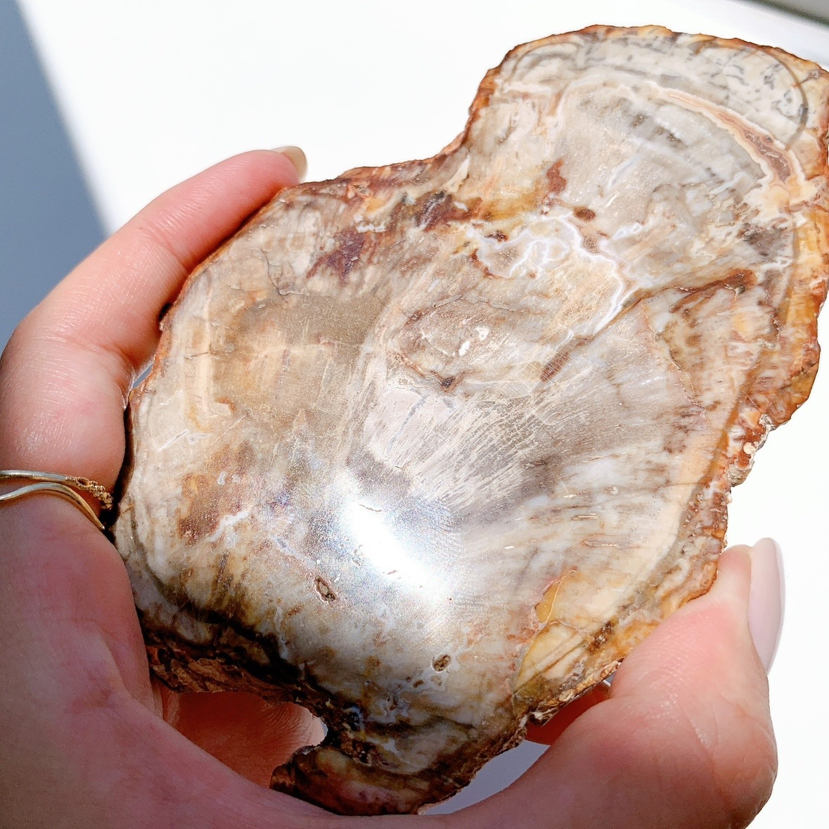 ペトリファイドウッド　プレート② ペトリファイドウッドプレート | プレート | Crystals by Purely