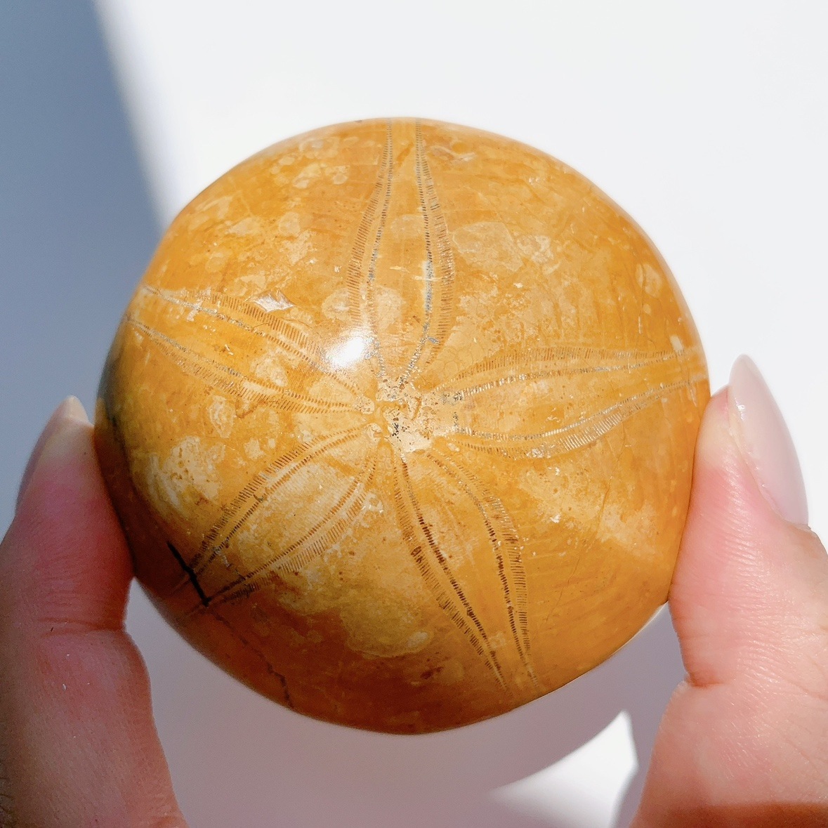 サンドダラー(ウニ化石) | その他 | Crystals by Purely