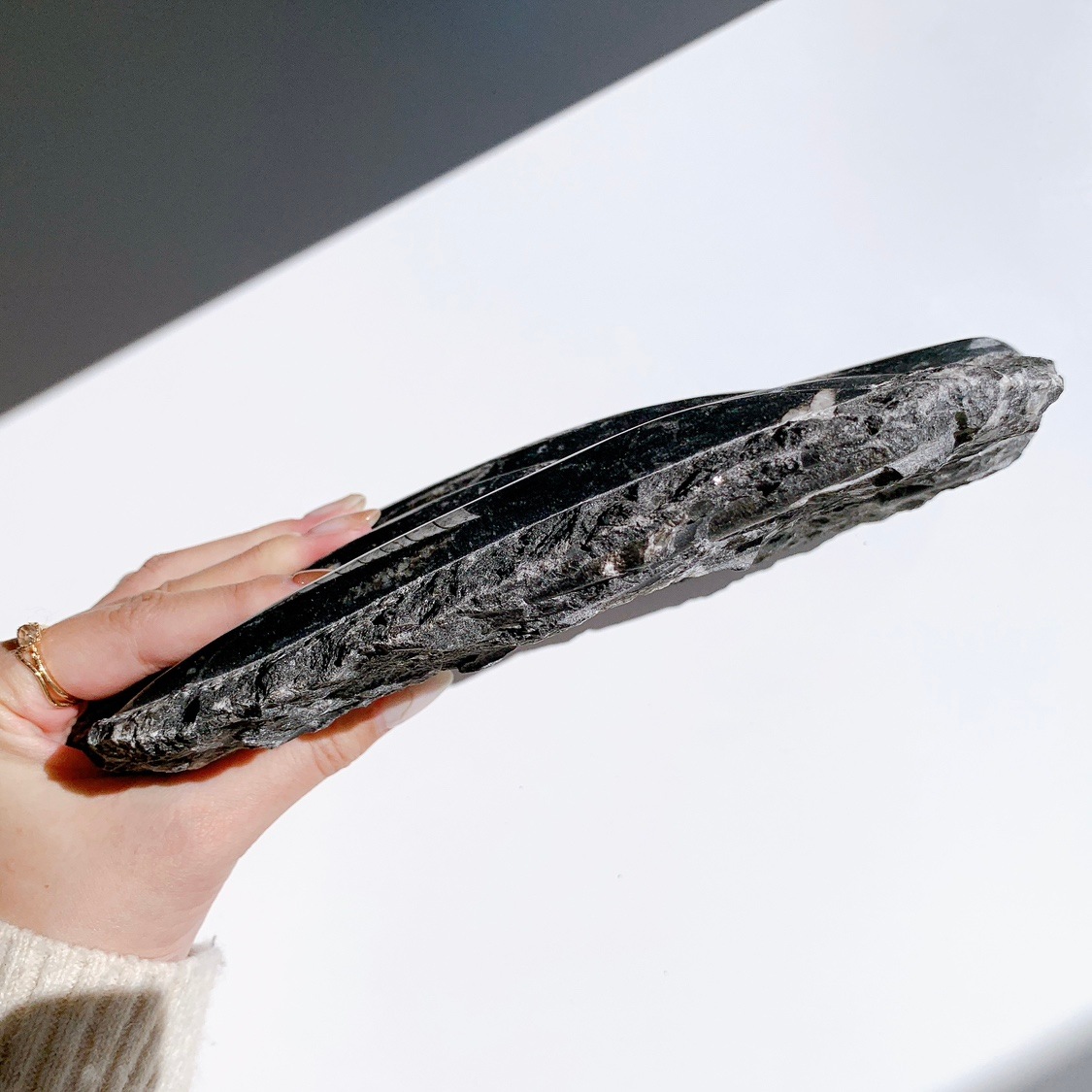 オルソセラス(オーソセラス) 化石