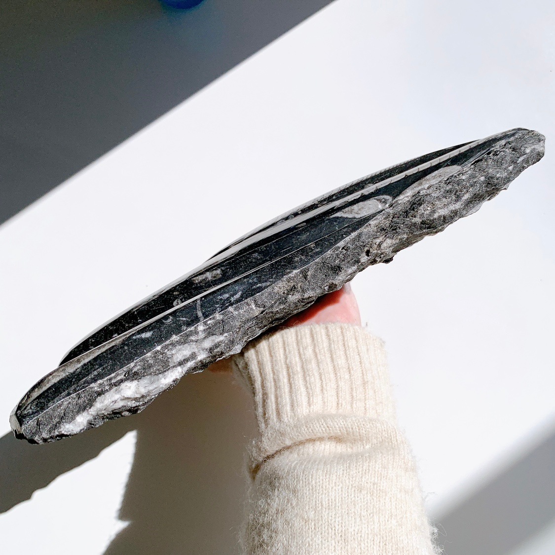 オルソセラス(オーソセラス) 化石