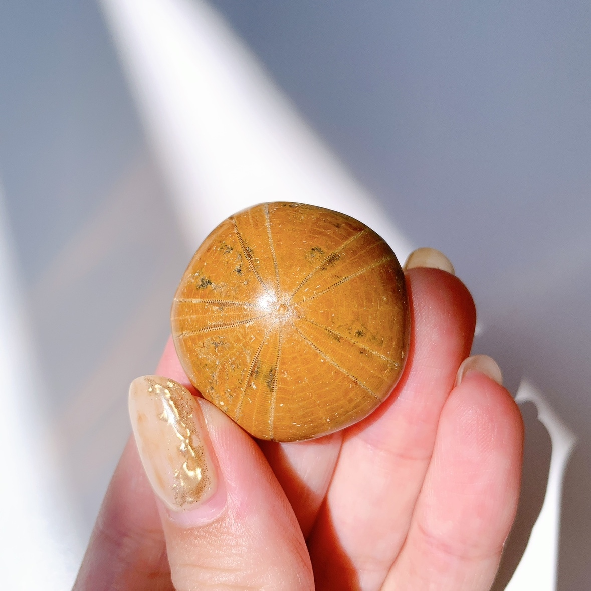 サンドダラー(ウニ化石)