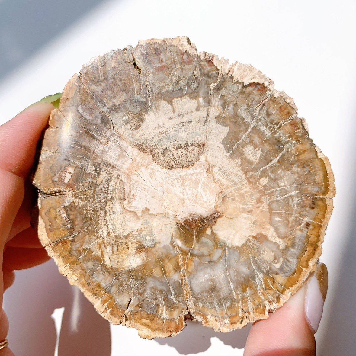 ペトリファイドウッド プレート