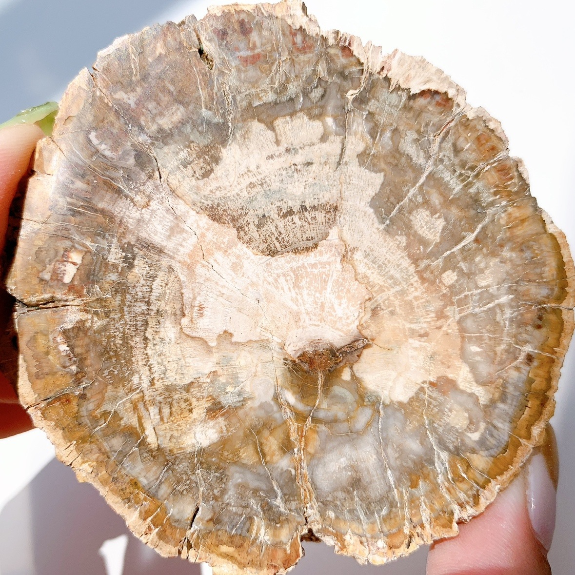 ペトリファイドウッド プレート