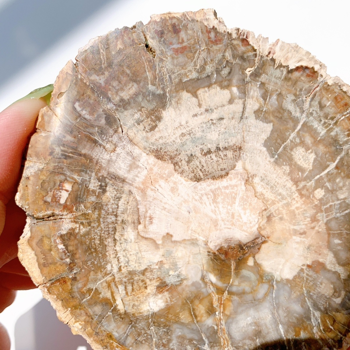 ペトリファイドウッド プレート