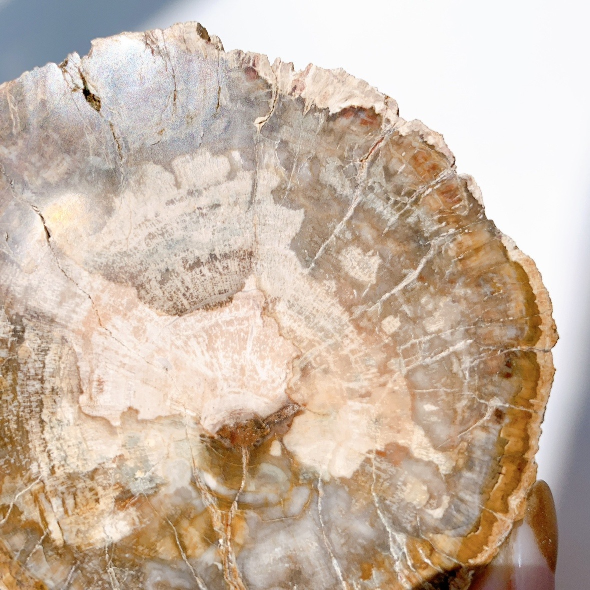 ペトリファイドウッド プレート