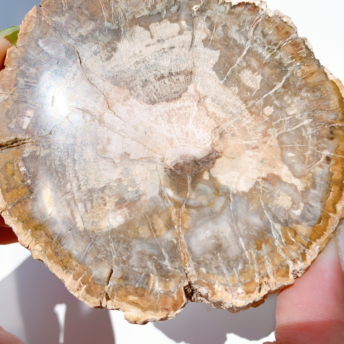 ペトリファイドウッド プレート