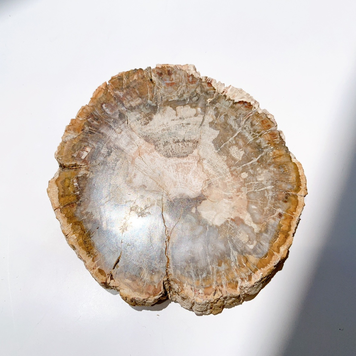 ペトリファイドウッド プレート