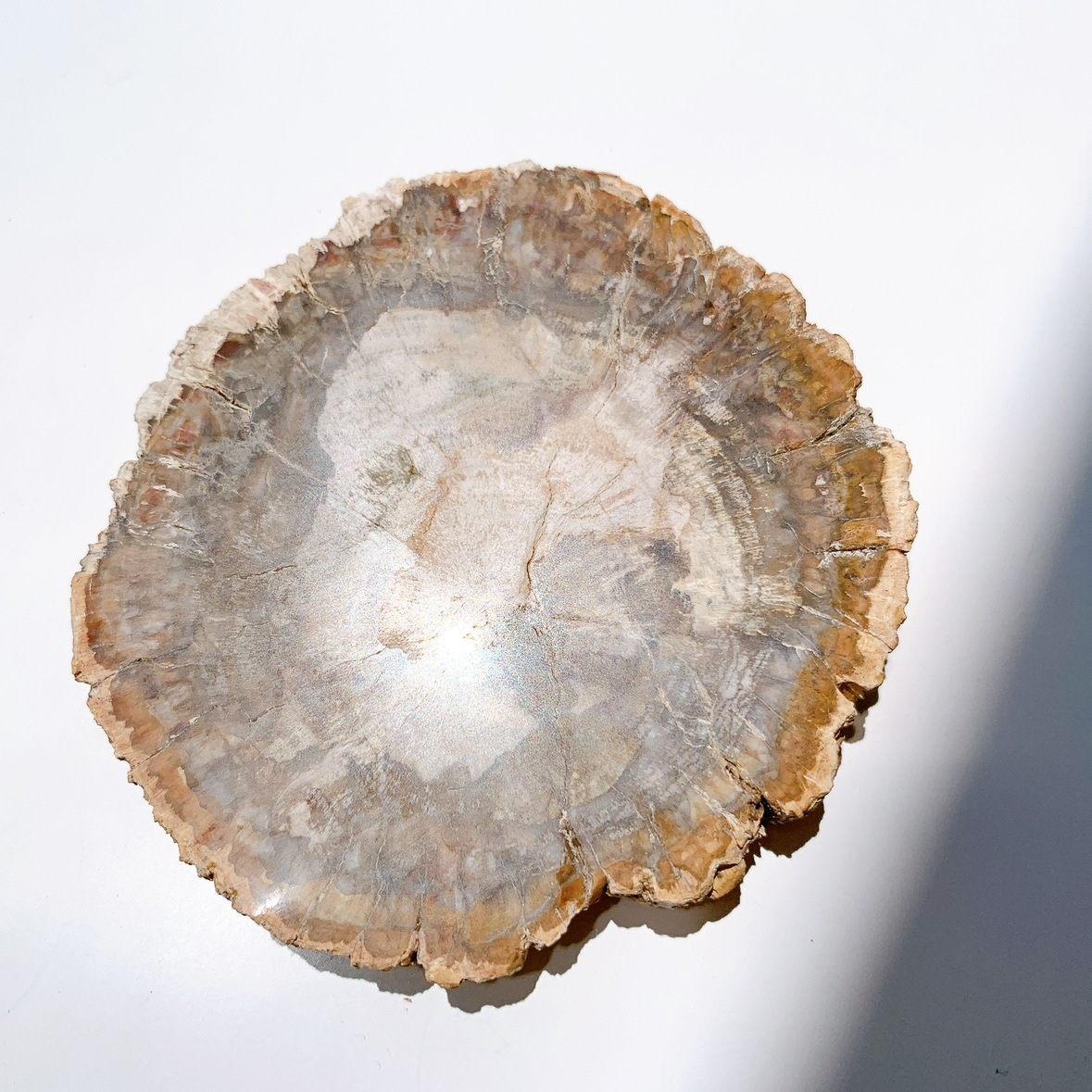 ペトリファイドウッド プレート