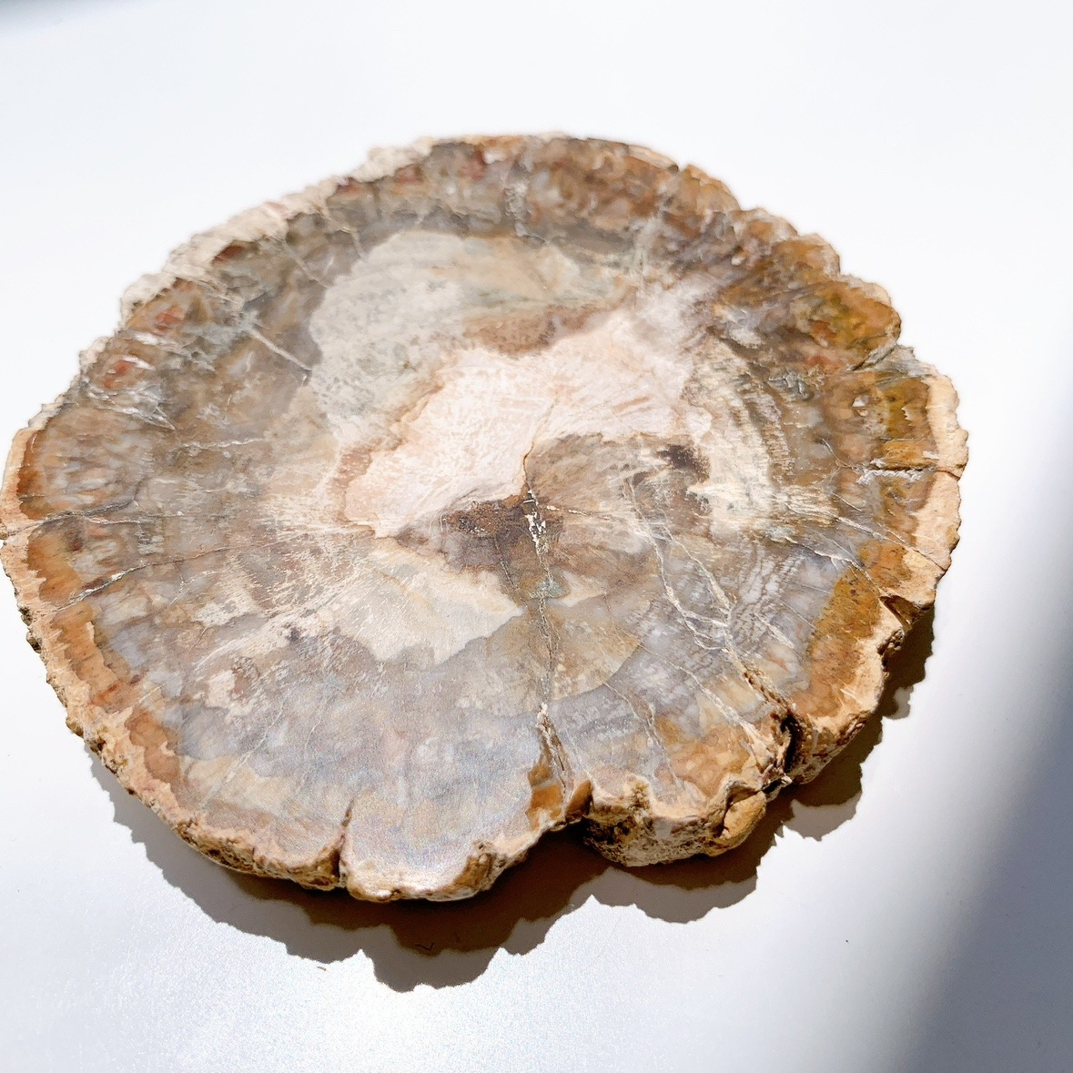 ペトリファイドウッド プレート