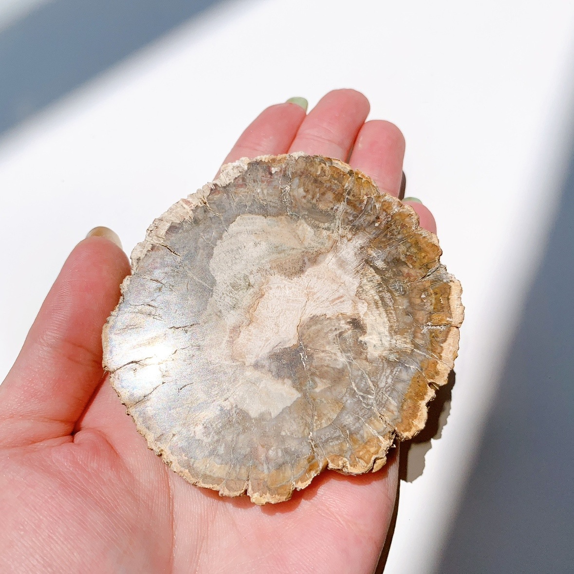 ペトリファイドウッド プレート