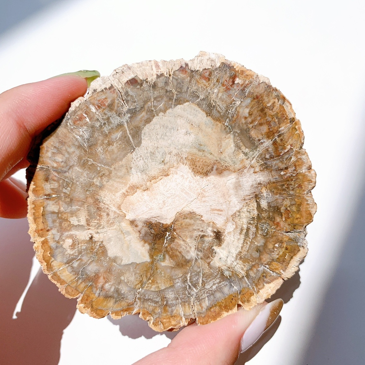 ペトリファイドウッド プレート