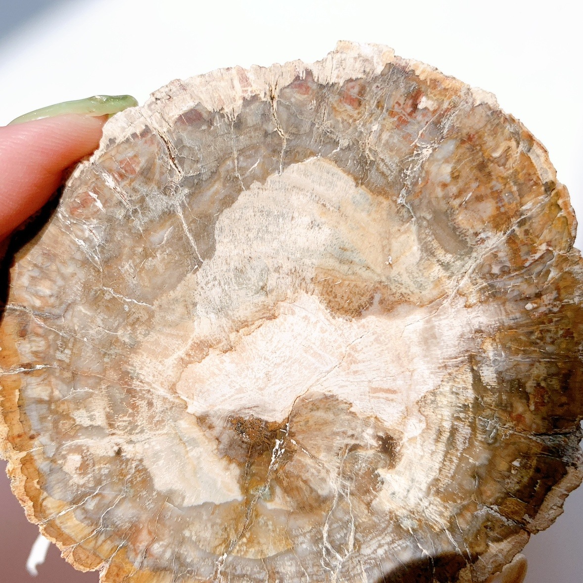 ペトリファイドウッド プレート