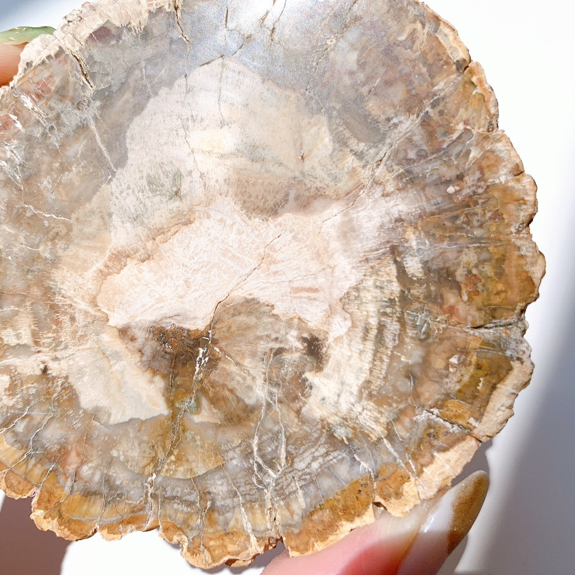 ペトリファイドウッド プレート