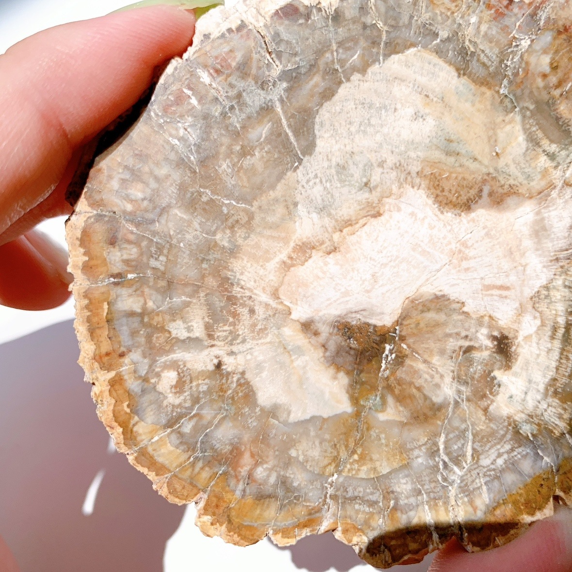 ペトリファイドウッド プレート