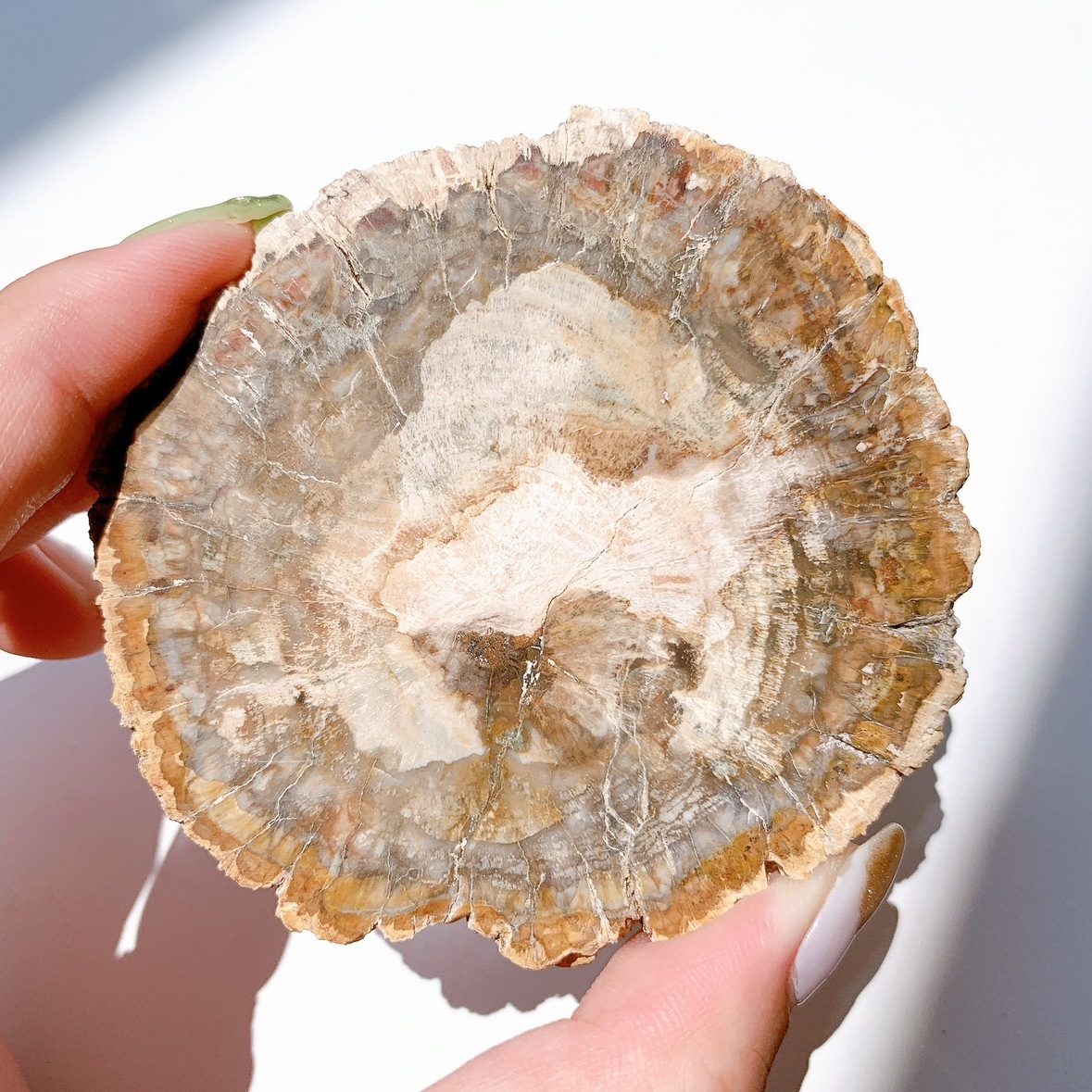 ペトリファイドウッド プレート