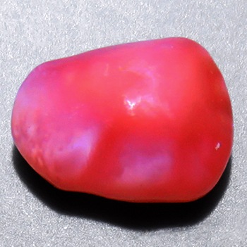 超特大 コンク貝、ピンク貝 (カリブ海産 特大サイズ 約30cm、2344g) 超