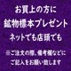 ŷ ԥ󥯥 ZOISITE 0.31ct 롼 󥶥ʥȤο㤤 ٥ԥ Ʃ 󥶥˥ ڹʪɸܥץ쥼ȡ ϲʪŸ 5751
