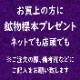 쥢ȡ 롼 ꡼󥢥ʥ 0.08ct ޤǤǰ٤٤ʤ Ķ ե˥ ϲʪŸ 5651