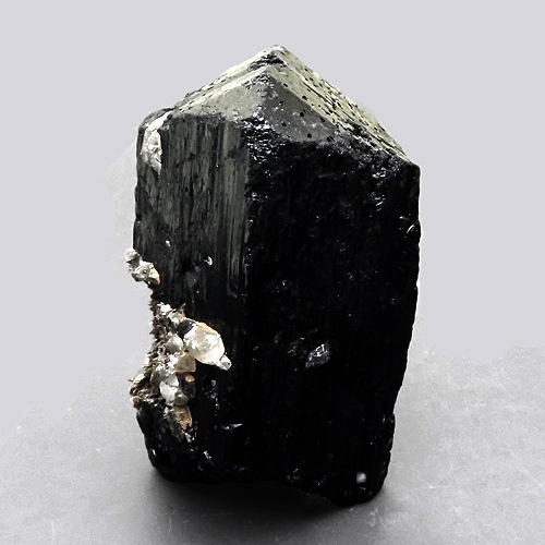 Ŵ llvaite ʪɸ  ϲʪŸ 5505