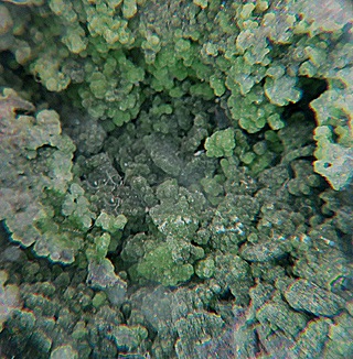 ˥륳 Conichalcite ʪɸ Ĥߤ ᥭ ϲʪŸ 5360