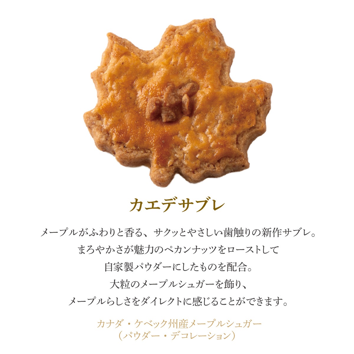 【クッキー缶】フールセックショコラ