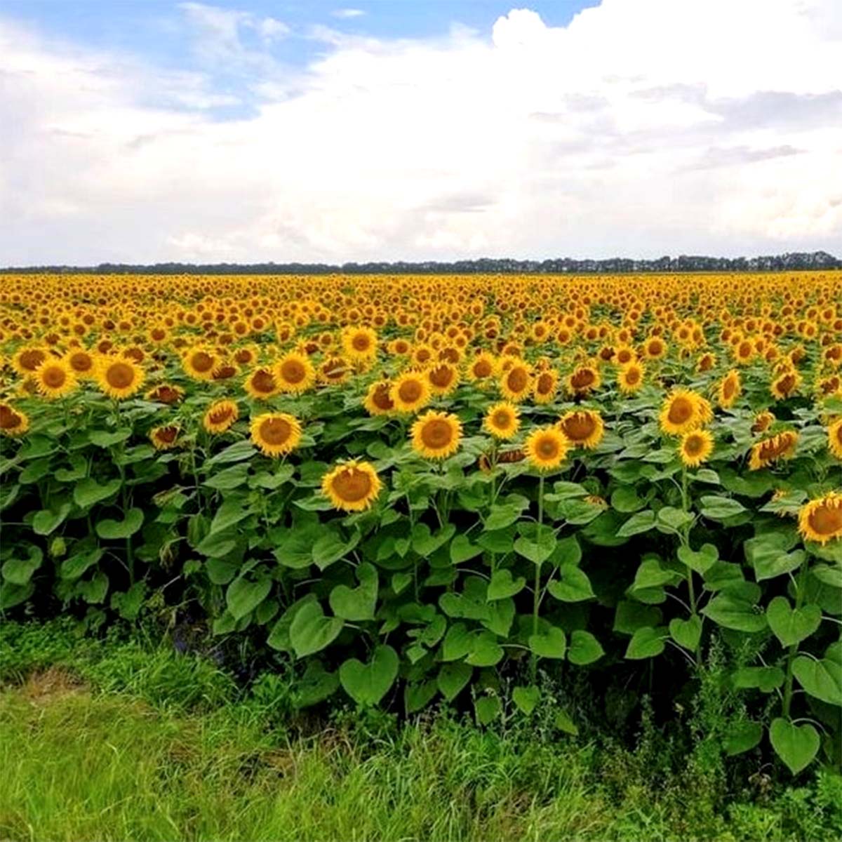 QBG. Sunflower Honey from Ukraine ウクライナひまわりはちみつ 110g