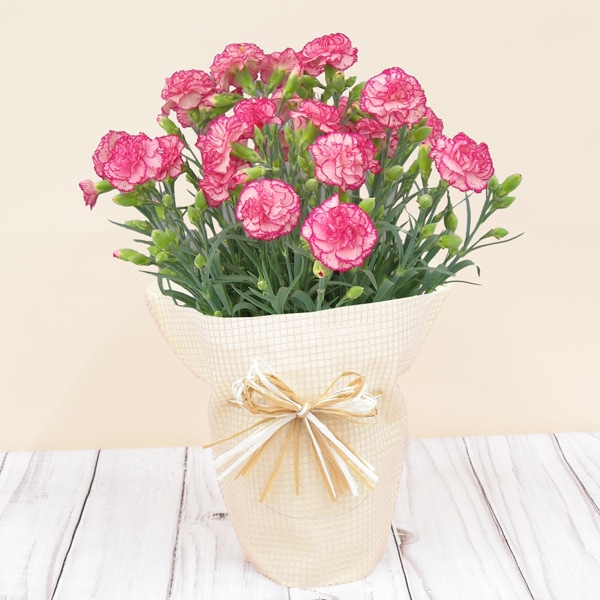 ����������͡�����󡡥����ƥ꡼