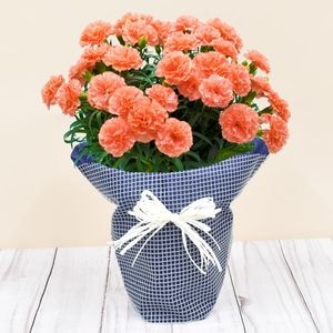 ����������͡�����󡡥᡼�ץ륷�ե���